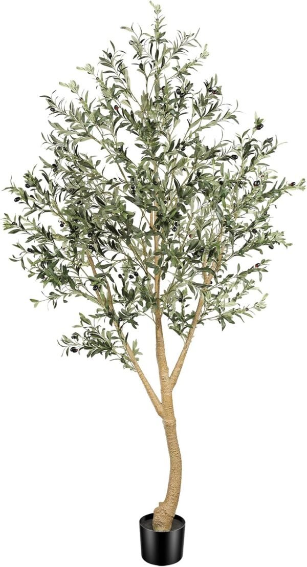 Large Olive Tree