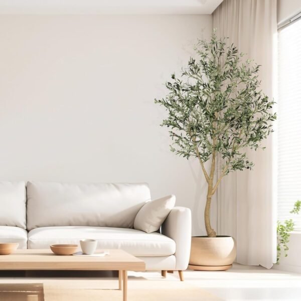 Large Olive Tree
