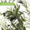 Large Olive Tree
