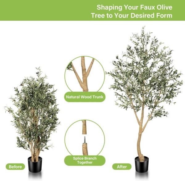 Large Olive Tree